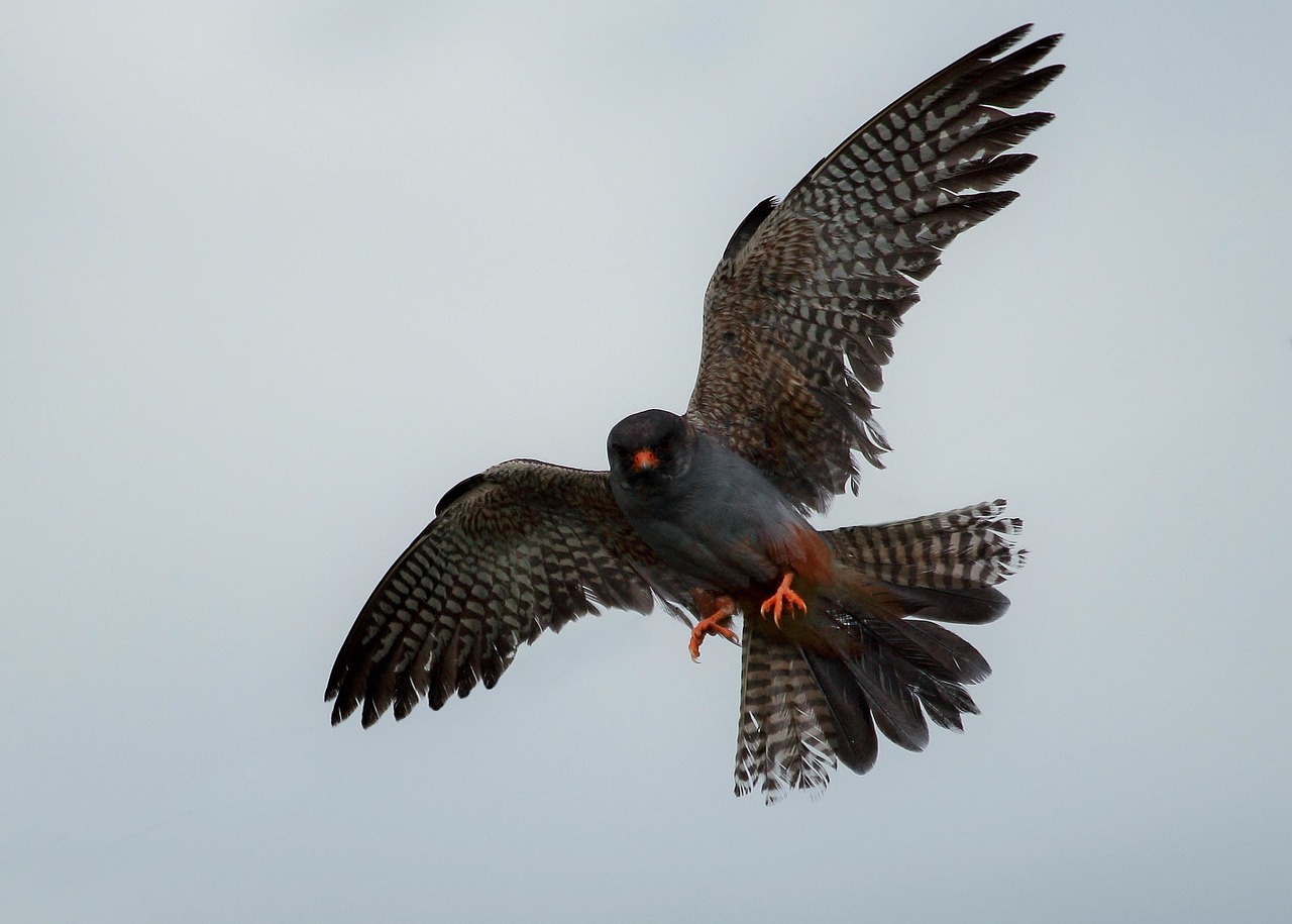 raptor wild red footed falcon free photo