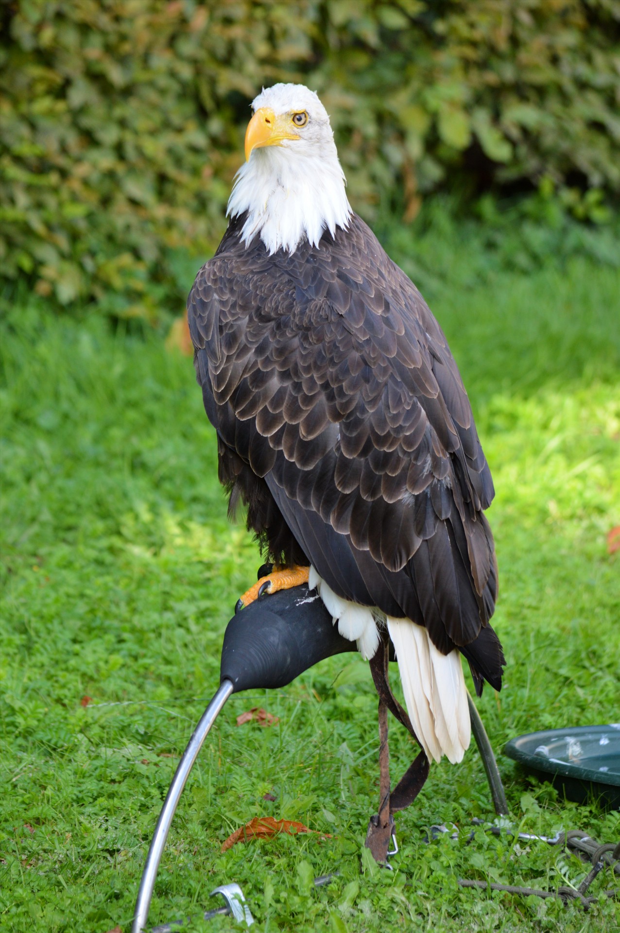 raptor bird hunting free photo