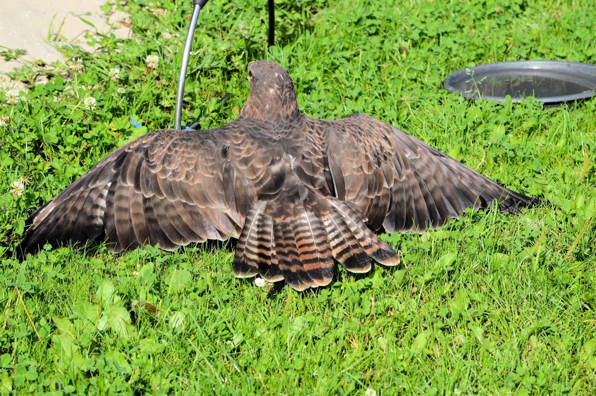 raptor bird hunting free photo