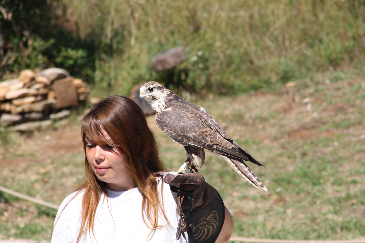 raptors  falcon  bird free photo