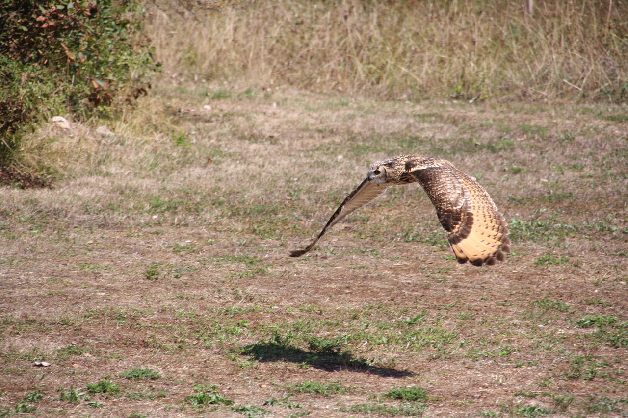 raptors  falcon  bird free photo