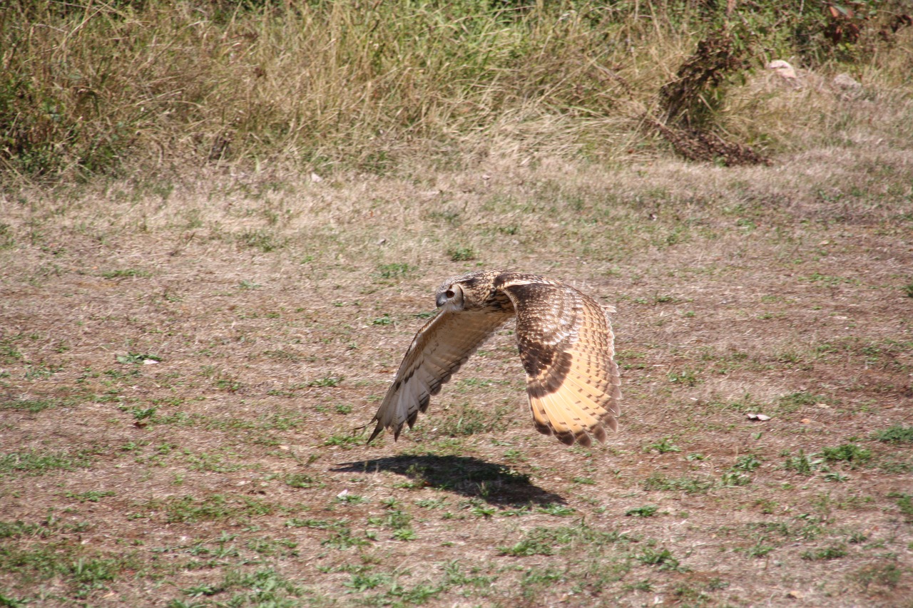 raptors  falcon  bird free photo