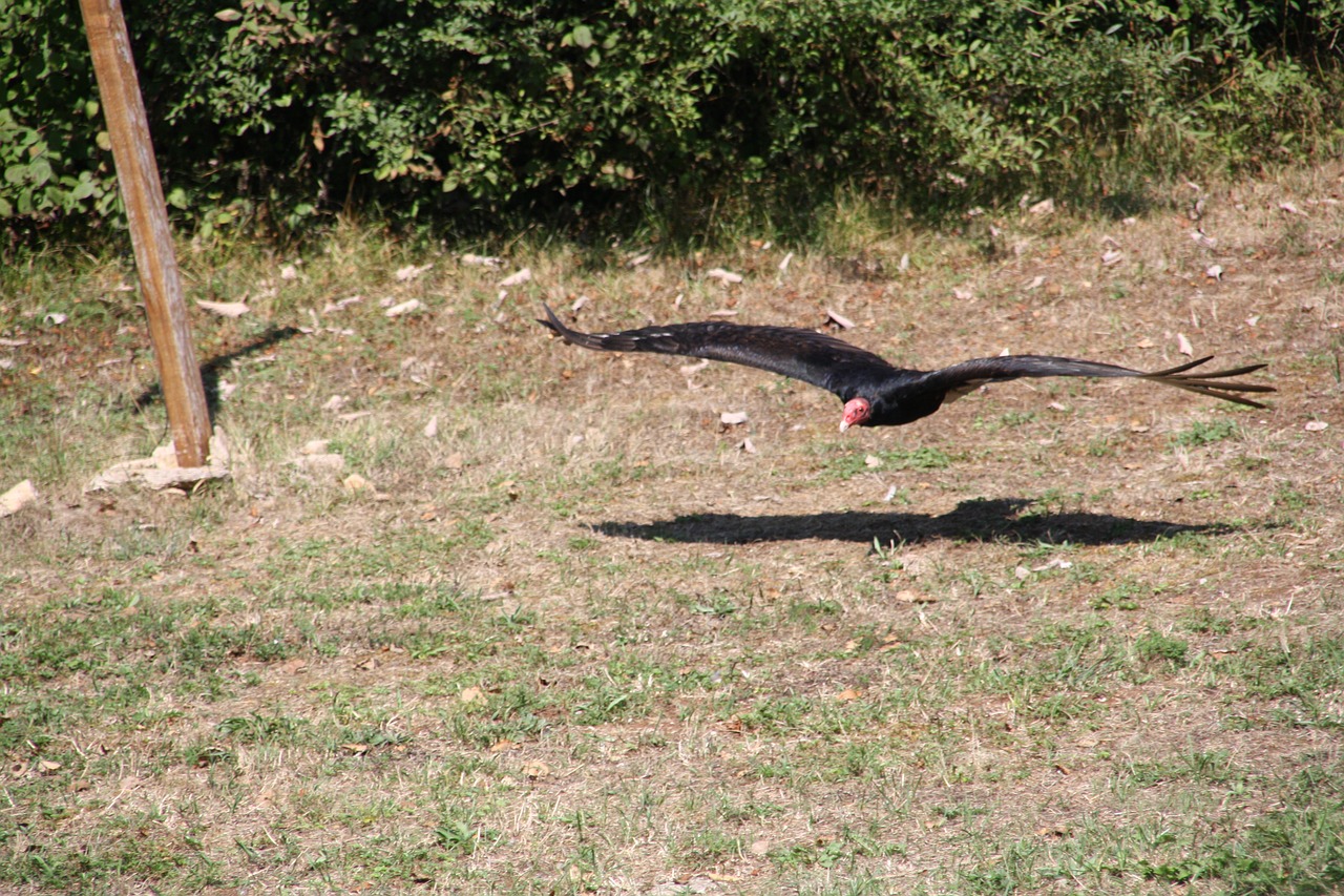 raptors  falcon  bird free photo