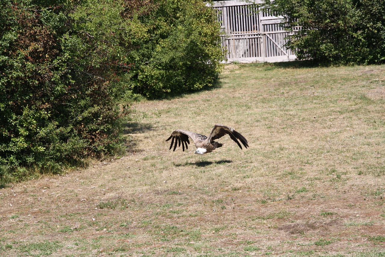 raptors  falcon  bird free photo