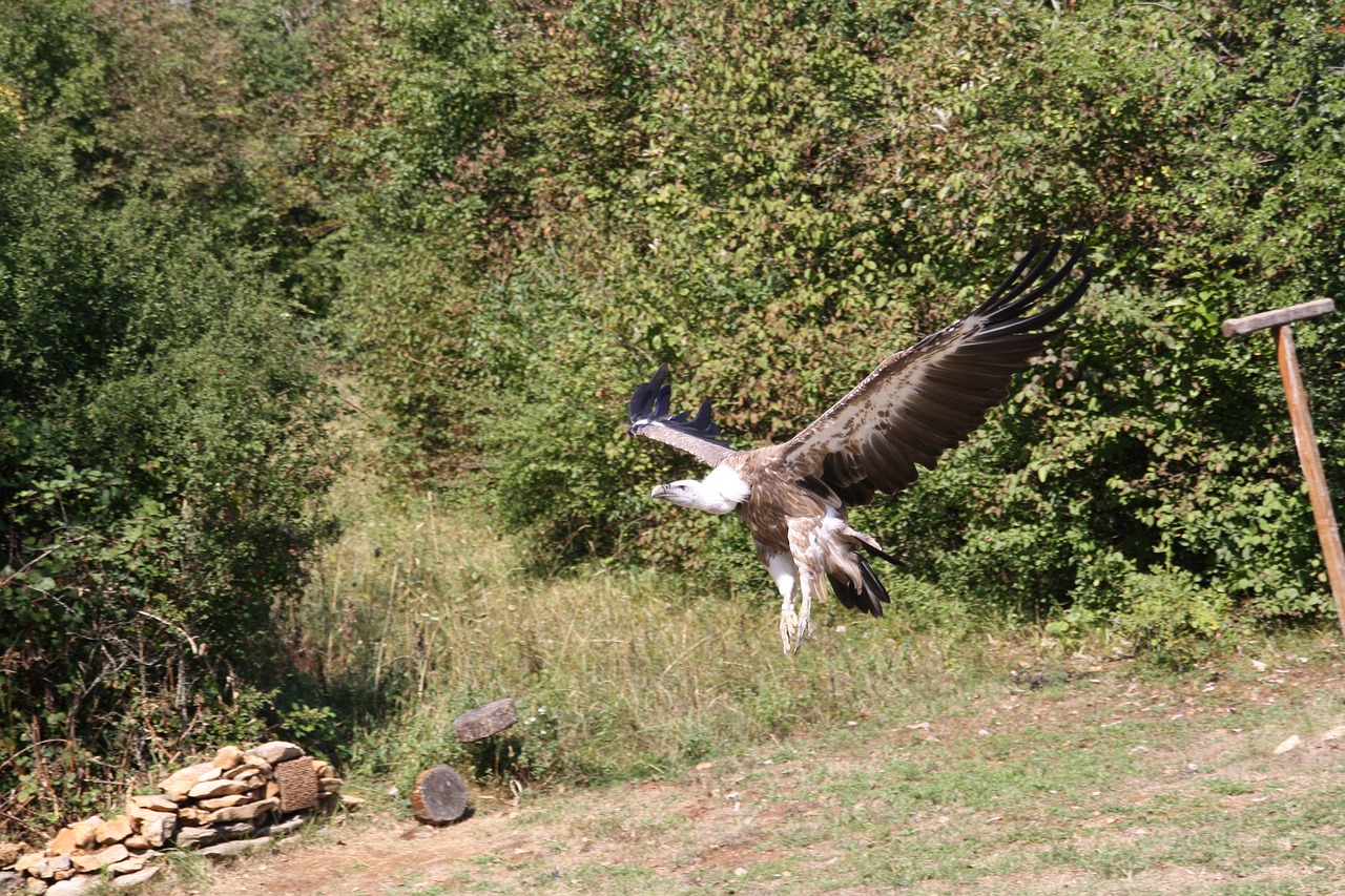 raptors  falcon  bird free photo