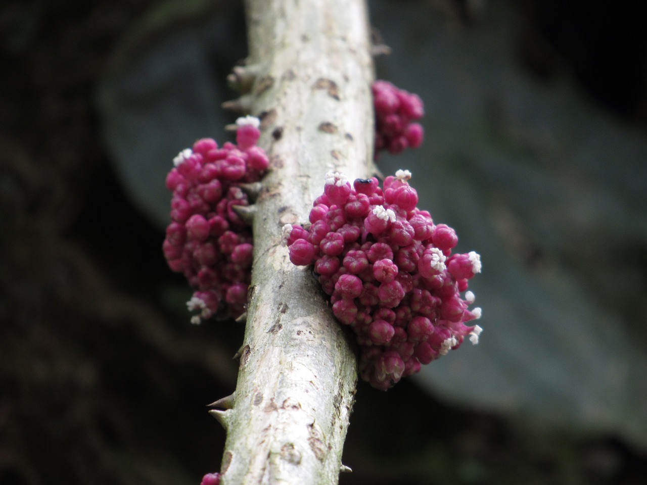 rare flower ecuador free photo