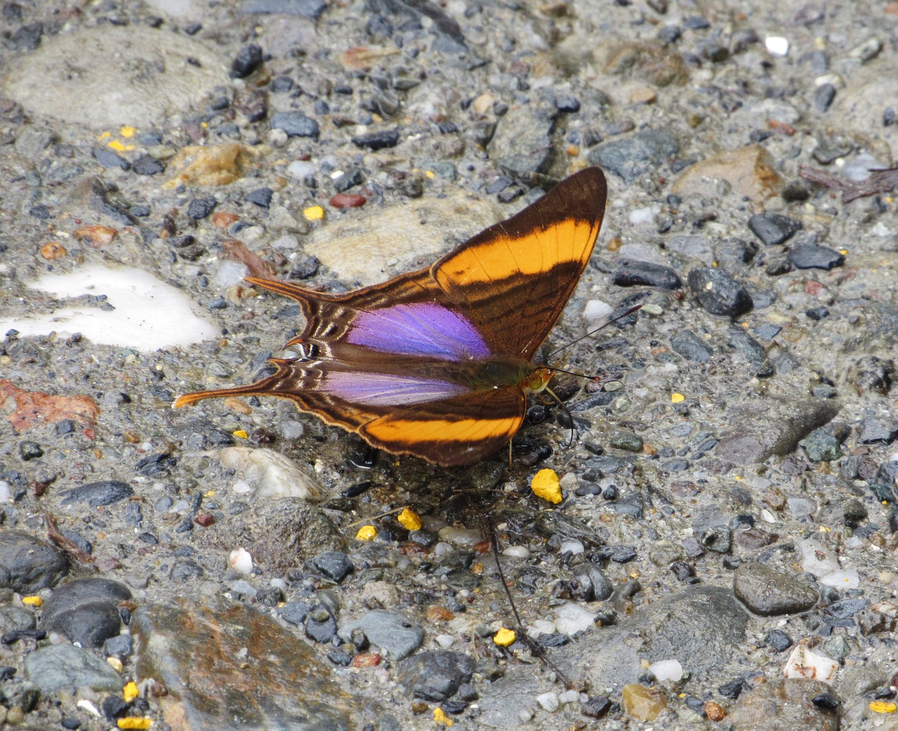 rare butterfly ecuador free photo