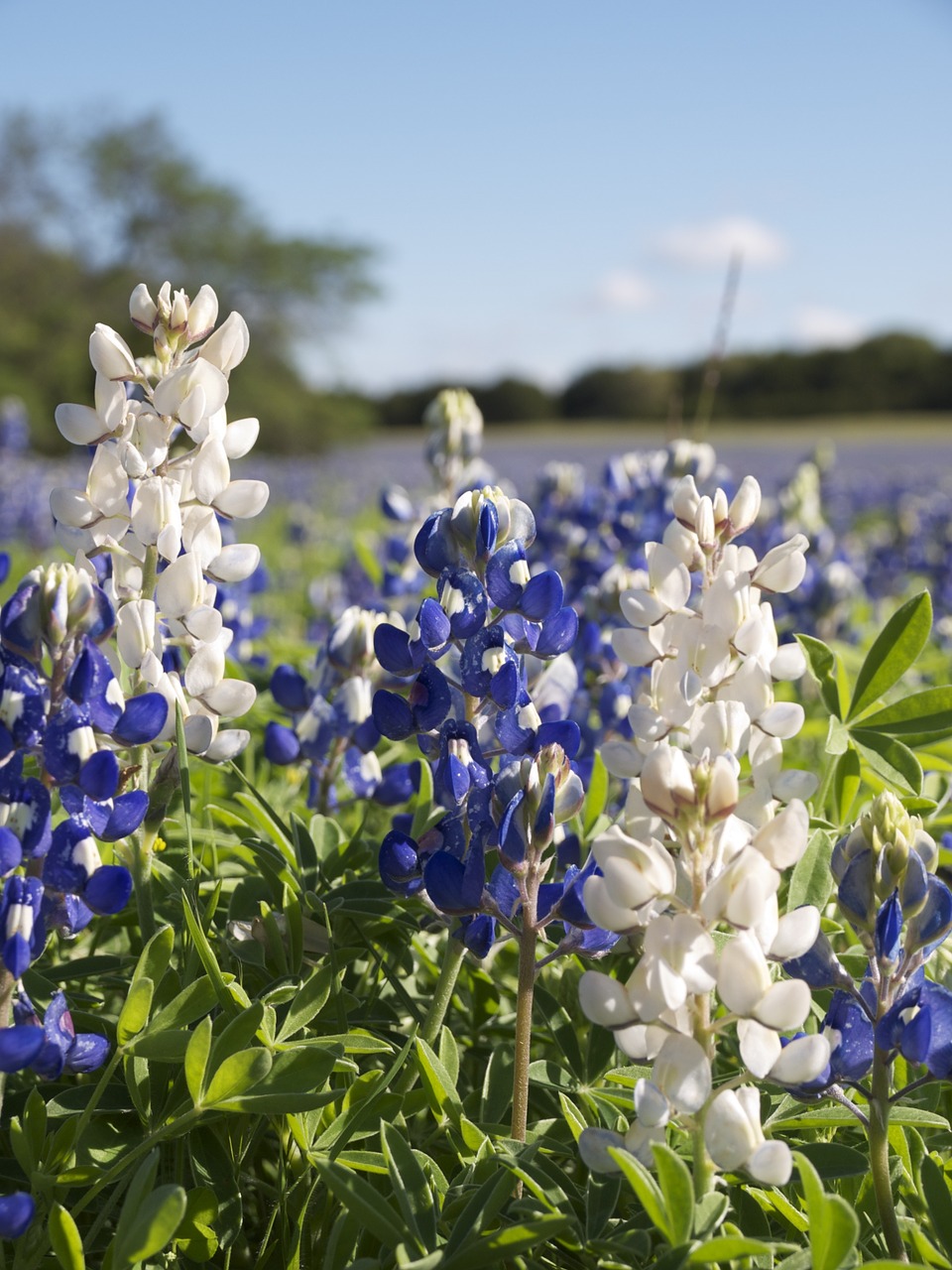 white bluebonnet lupinus texensis fabaceae free photo