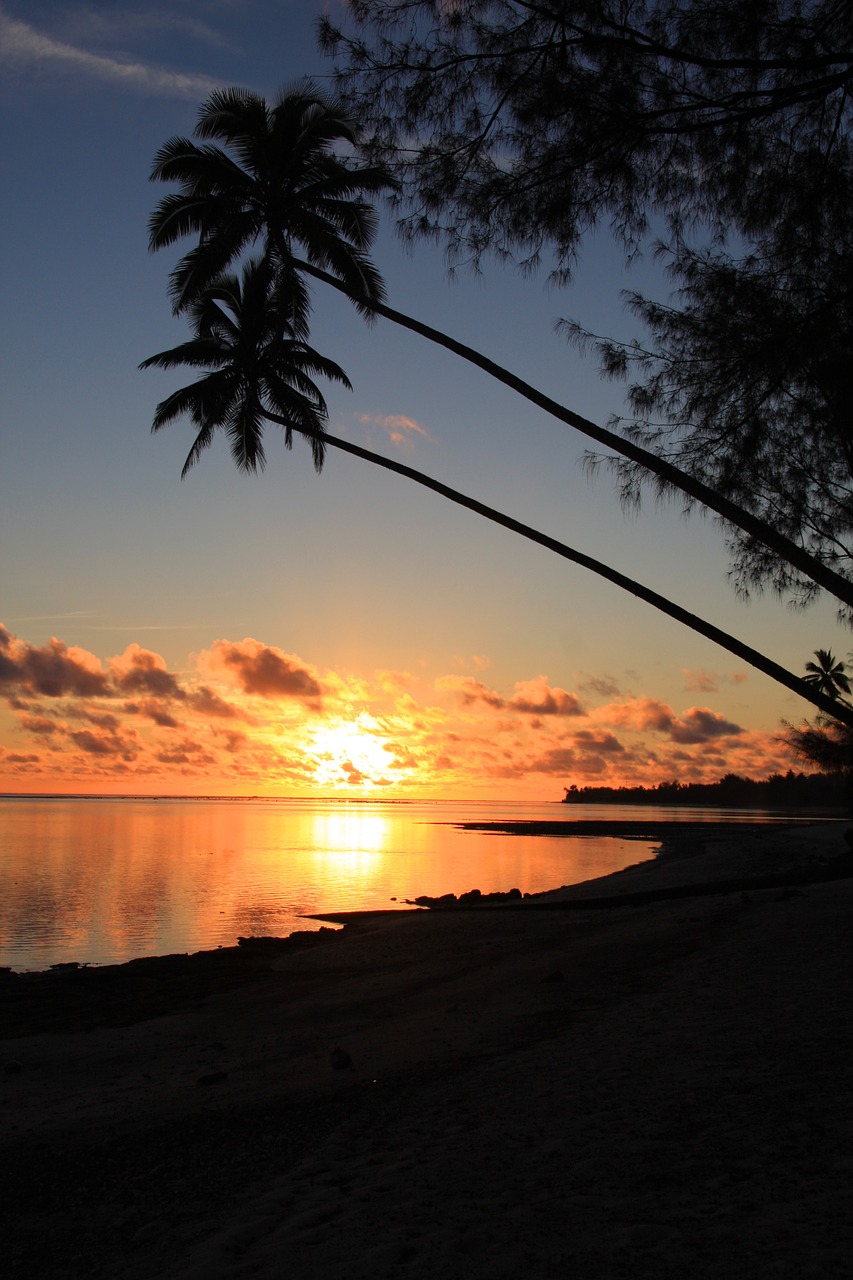 rarotonga sunset coconut palms free photo