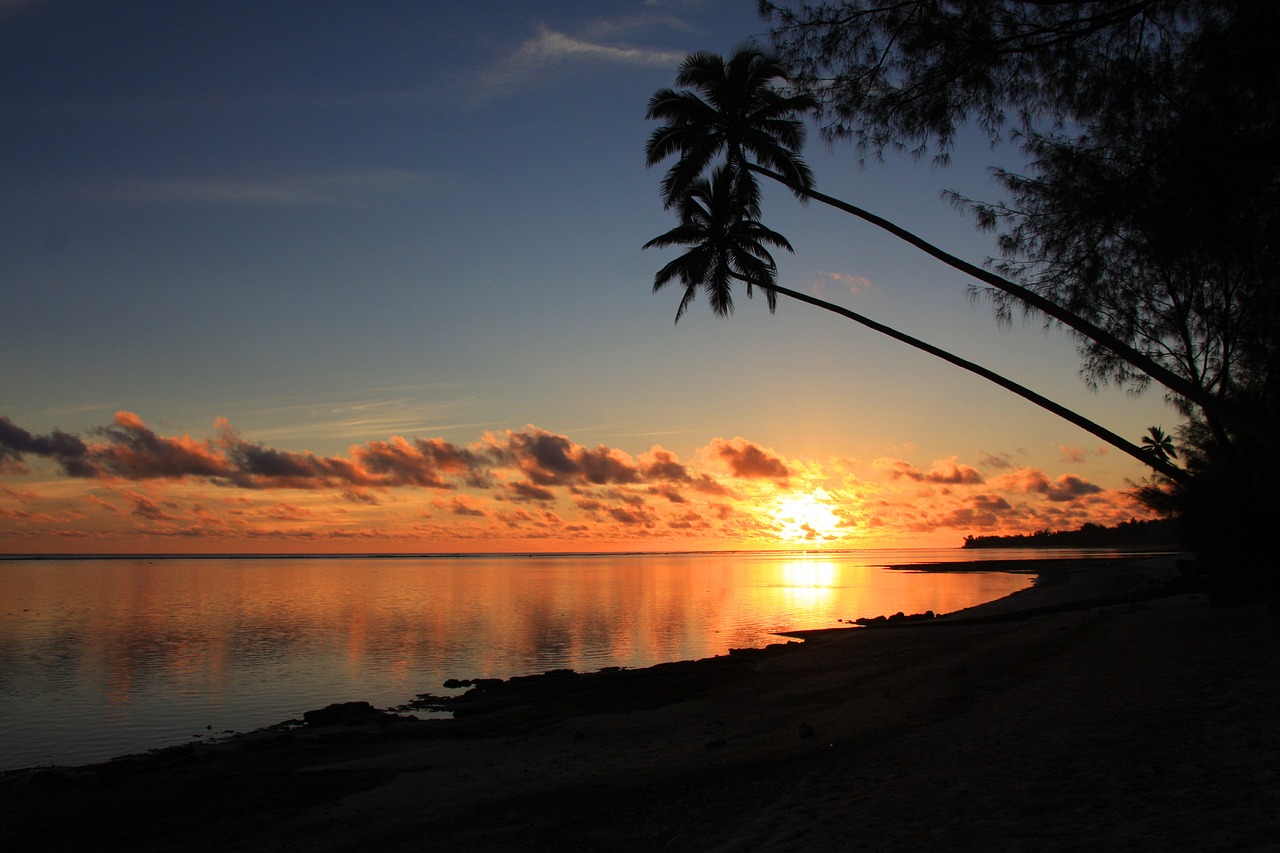rarotonga sunset coconut palms free photo