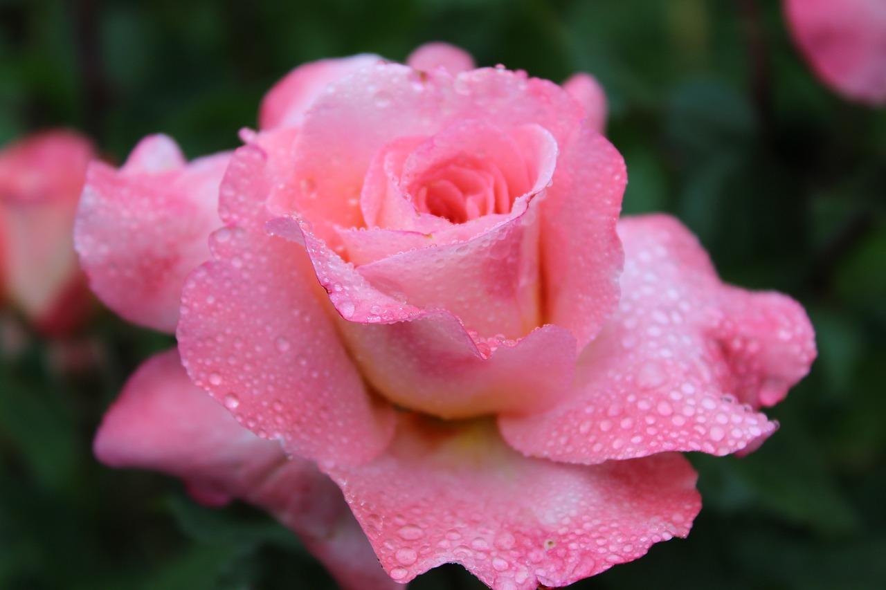 rasa rose  drip  pink free photo