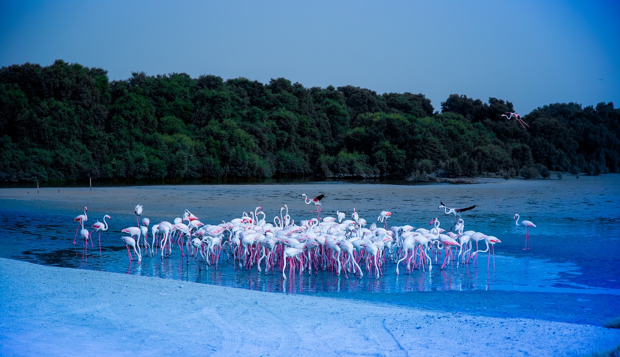 rasalkhor  flamingo  dubai free photo