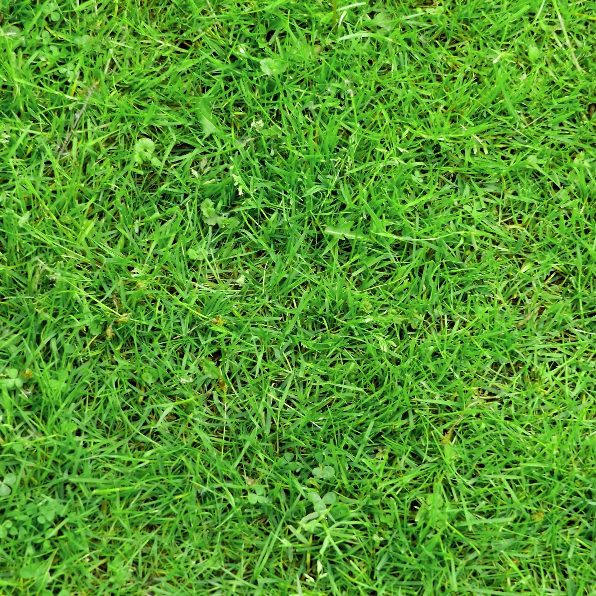 grass lawn lush free photo