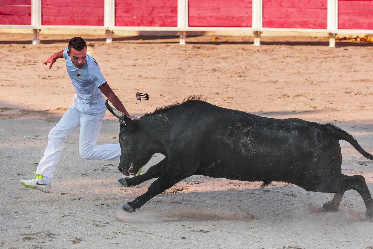 raseteur camargue race bull free photo