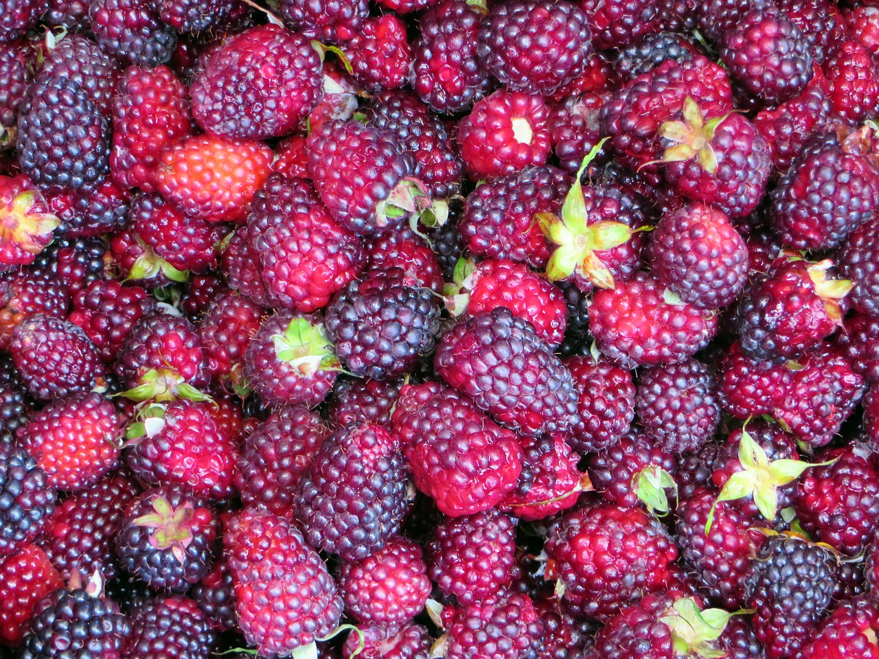 raspberries market fruit free photo