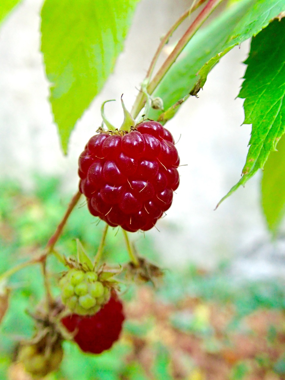 raspberries berries himbeerstrauch free photo