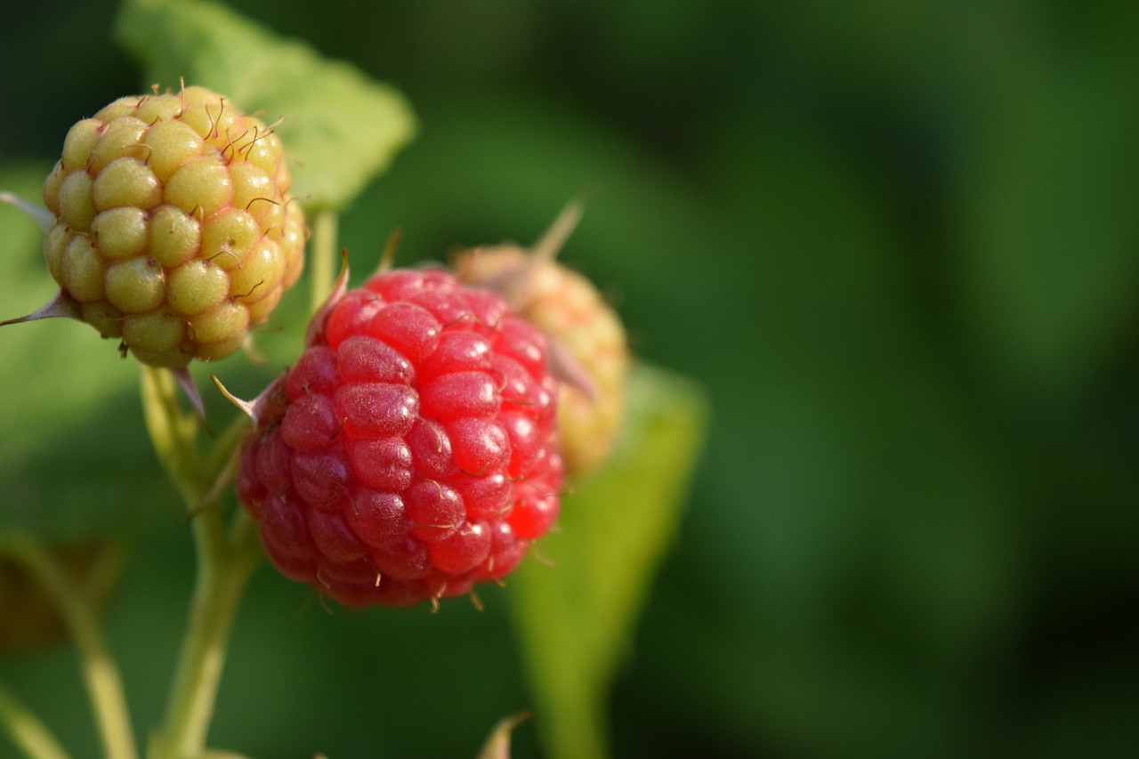 raspberries close red free photo