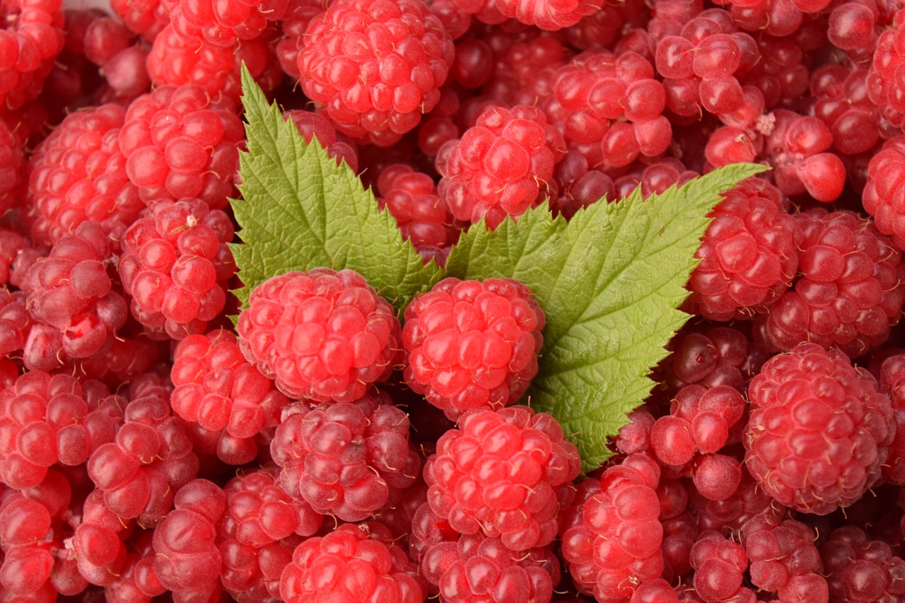 raspberries background red free photo
