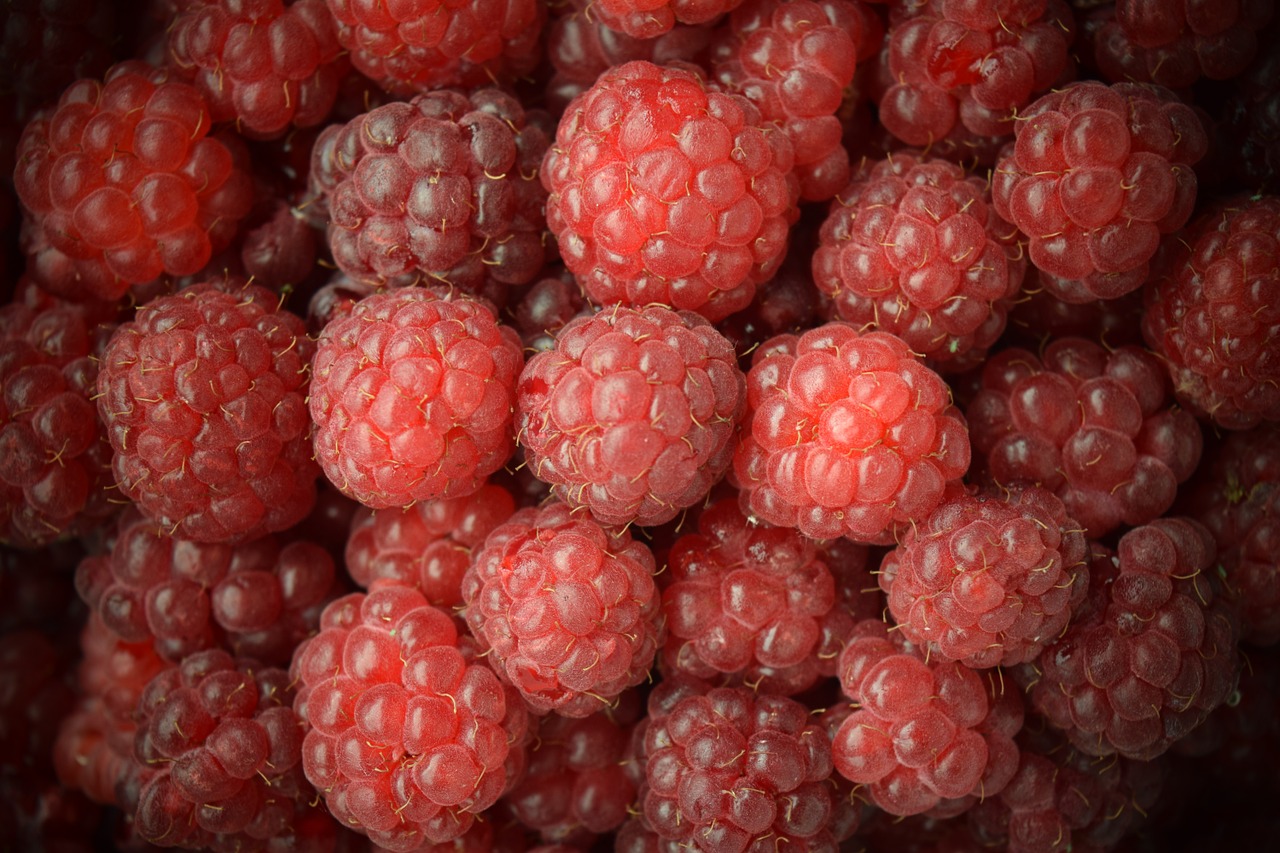 raspberries close red free photo