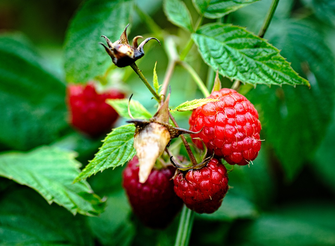 raspberries garden plant free photo