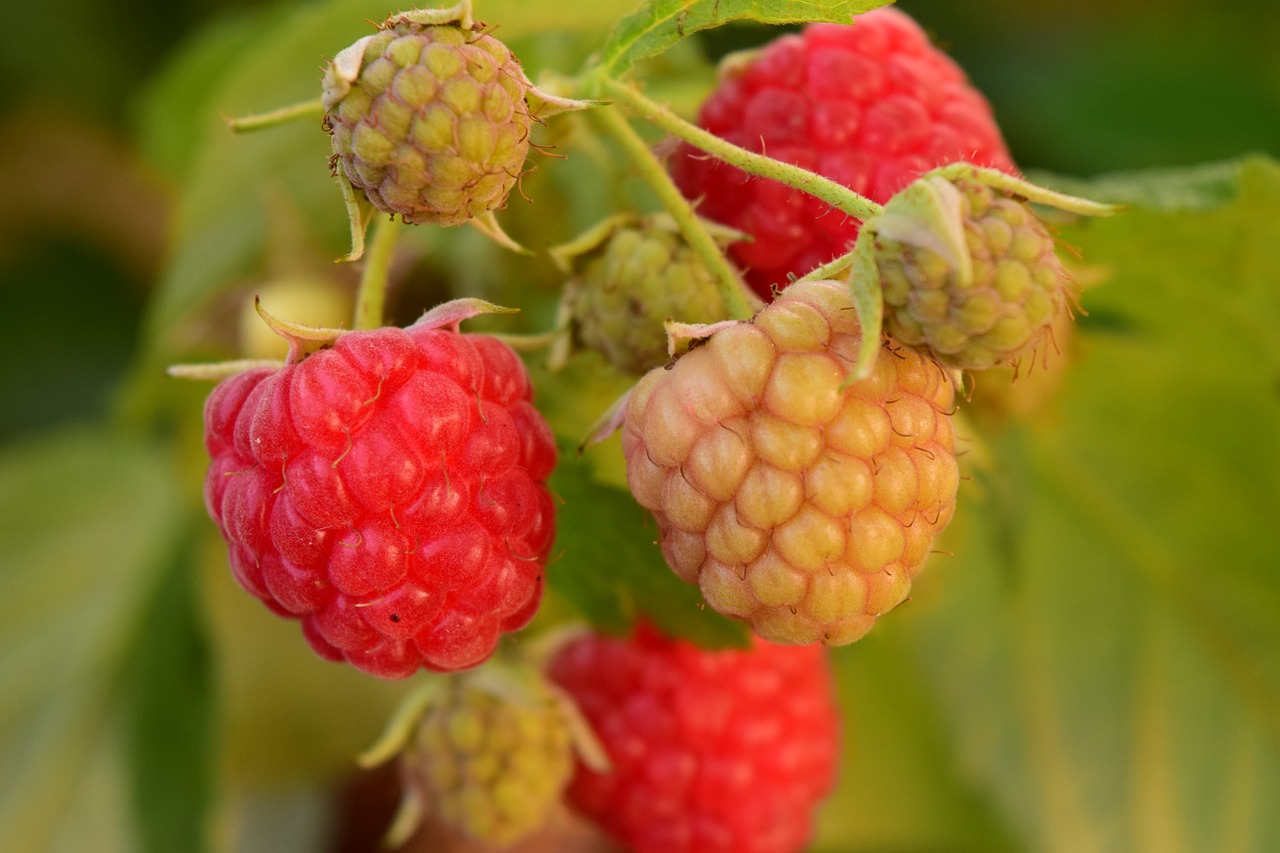 raspberries himbeerstrauch red free photo