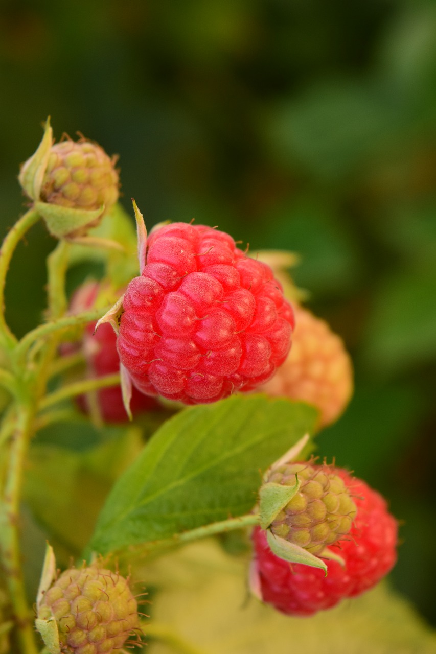 raspberries himbeerstrauch red free photo