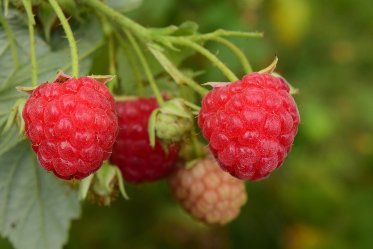 raspberries red fruits free photo