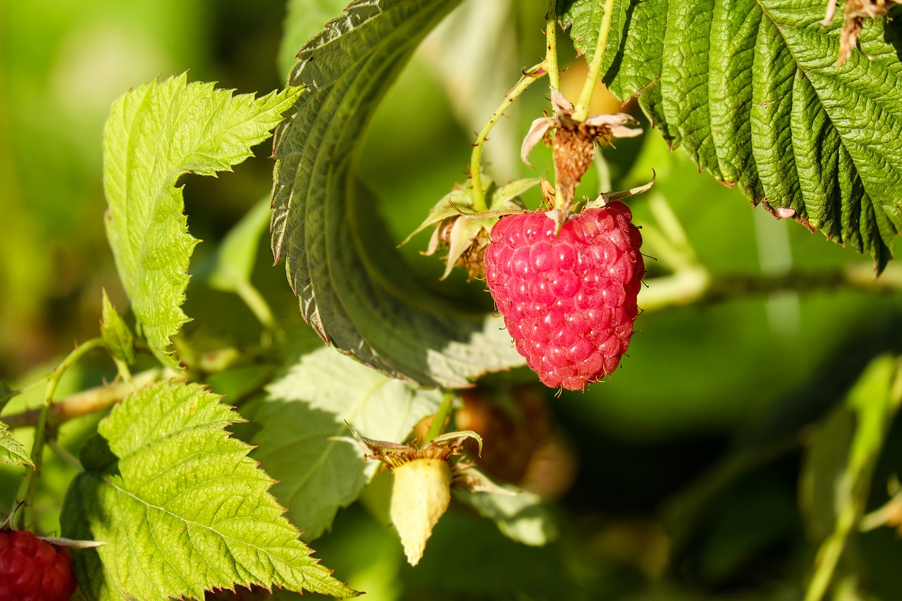 raspberries fruit red free photo