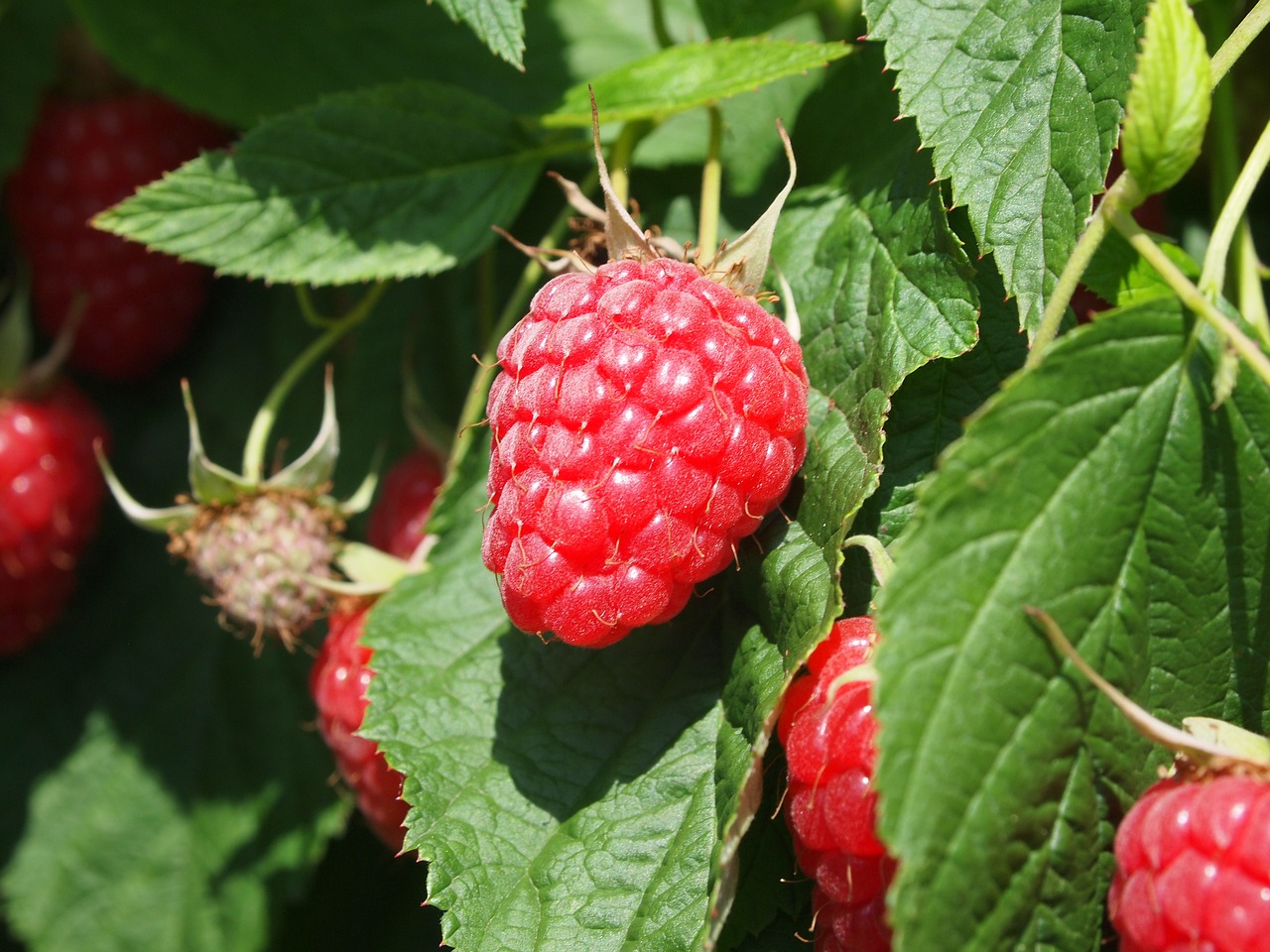 raspberries fruit fruits free photo