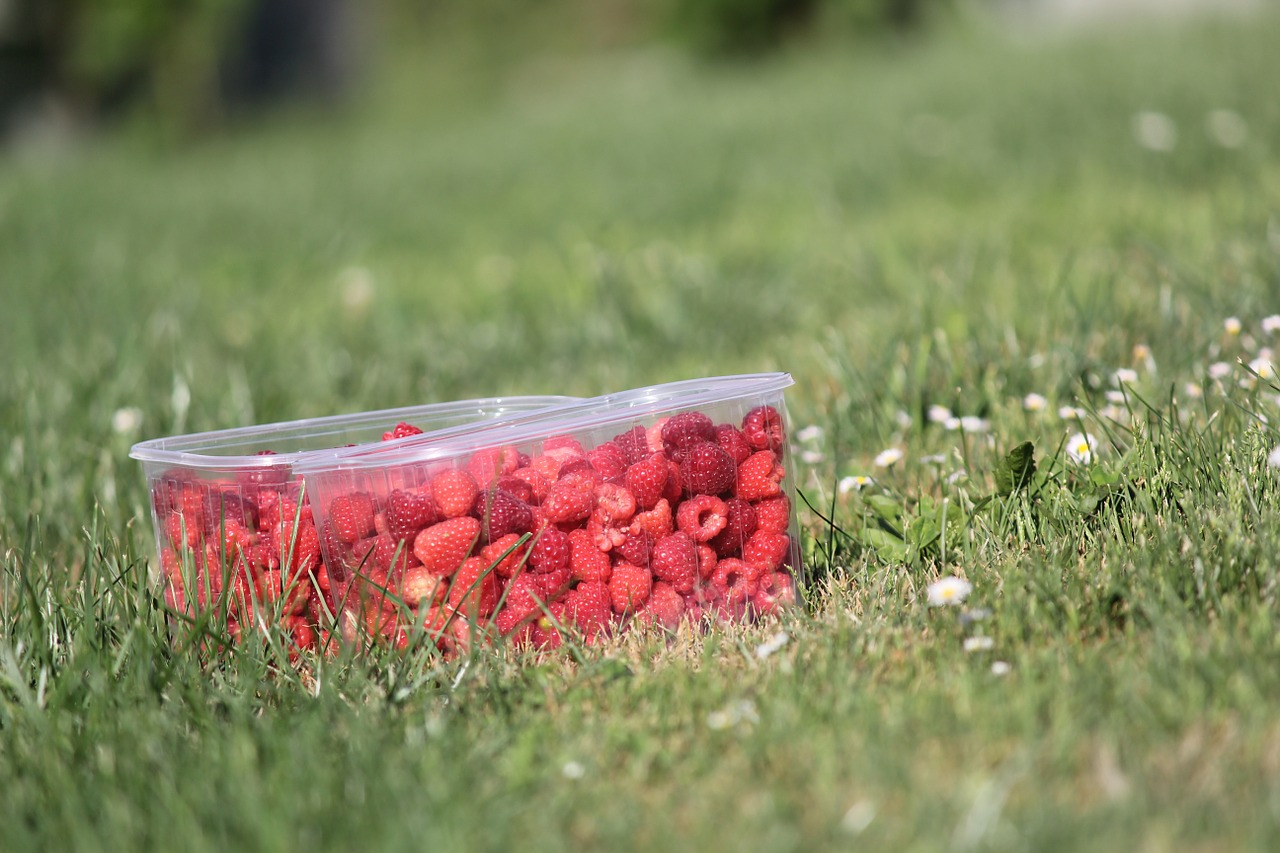 raspberries fruit delicious free photo
