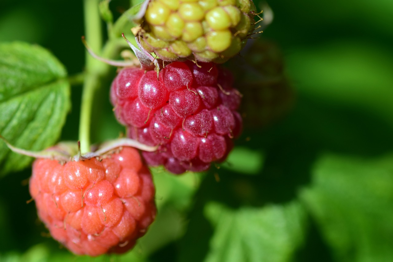 raspberries ripe immature free photo