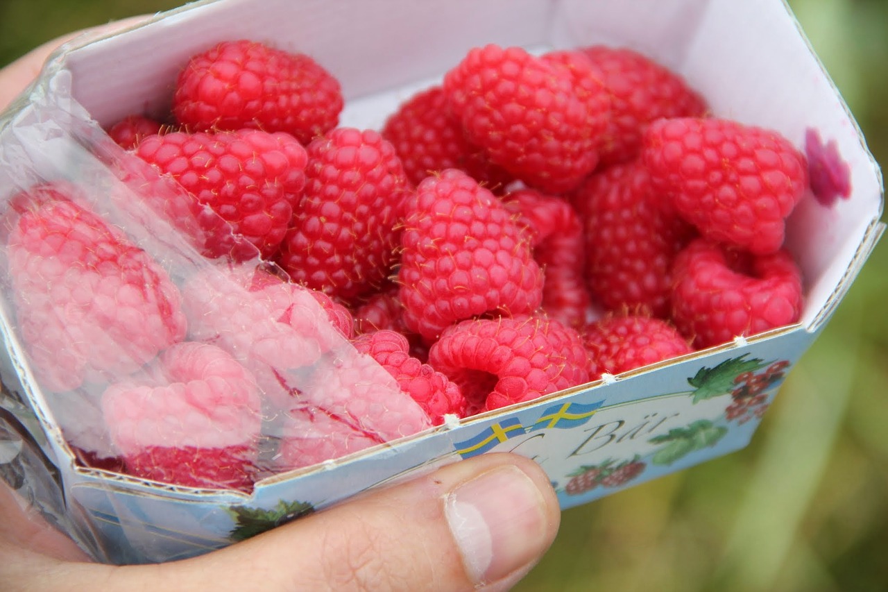 raspberries fresh summer free photo