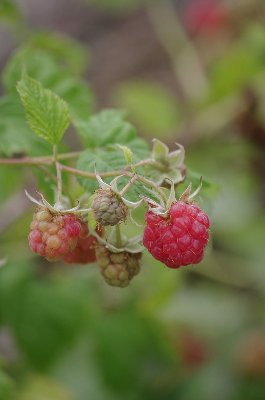 raspberries red fruit summer free photo