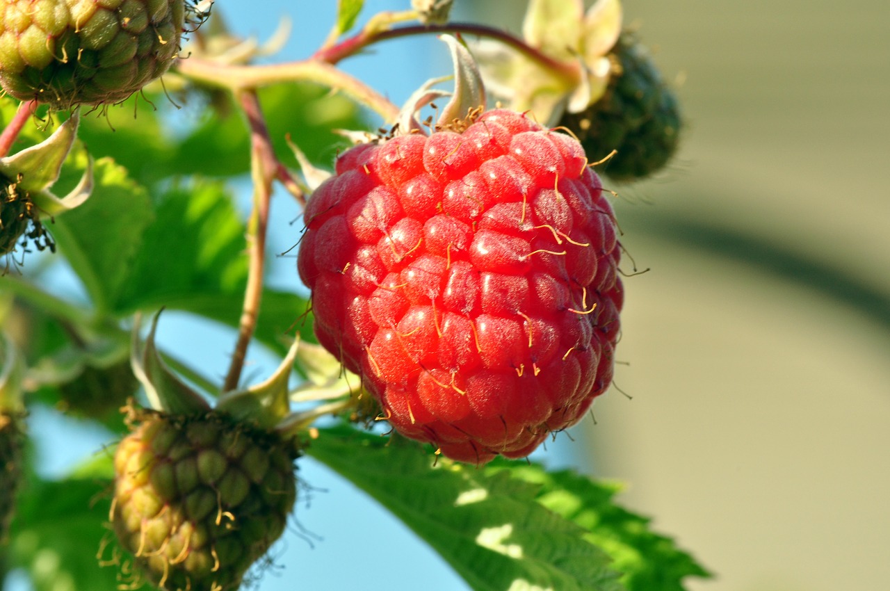 raspberries fruit berry free photo