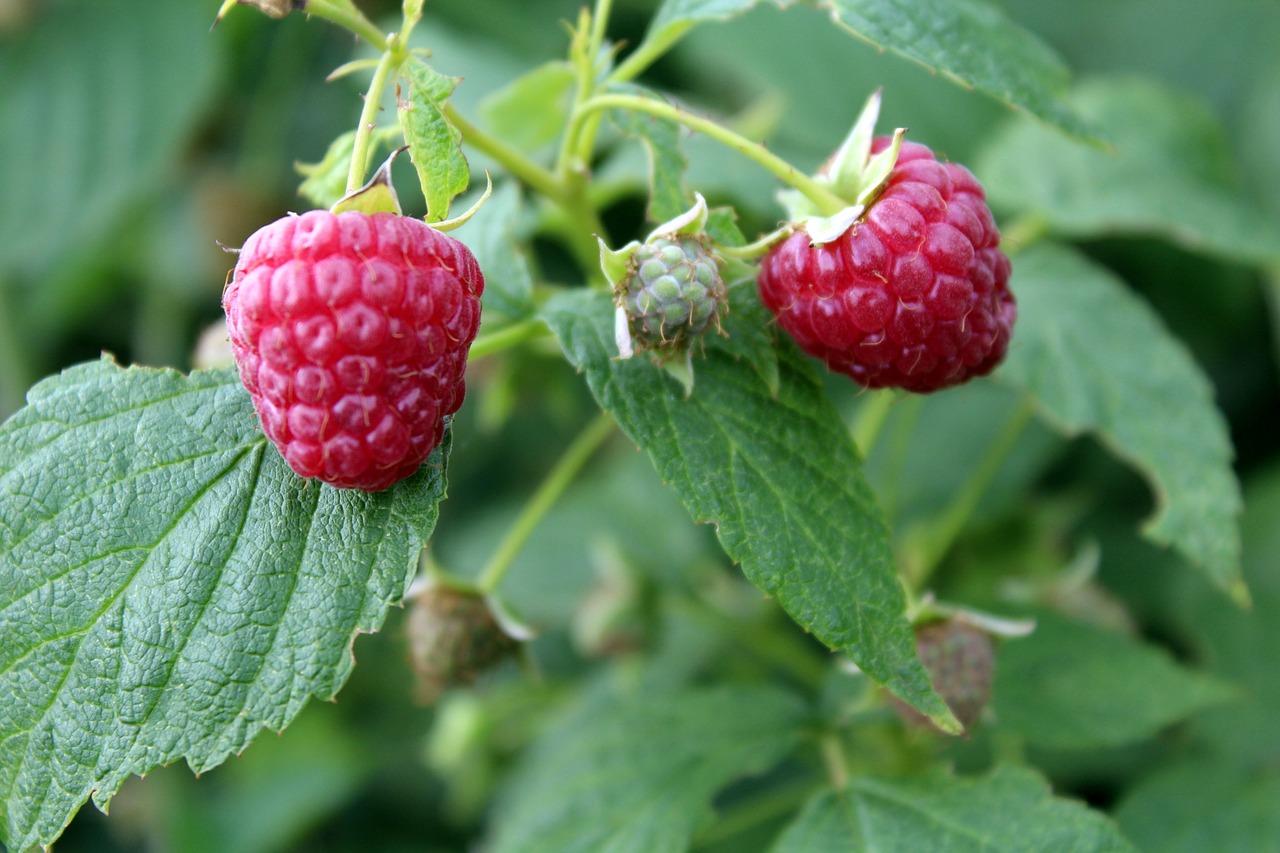raspberries fruit garden free photo
