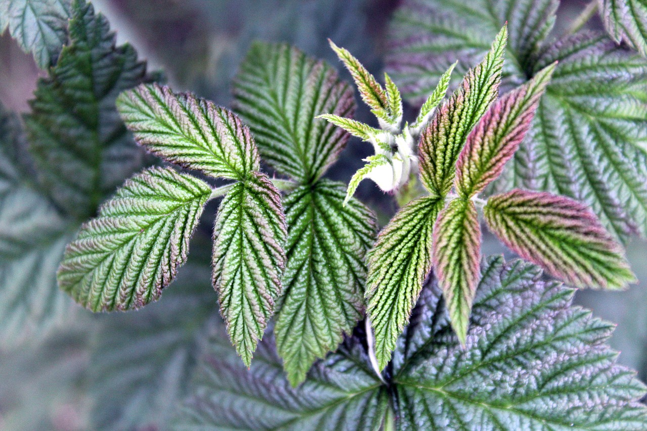 raspberries foliage plant free photo