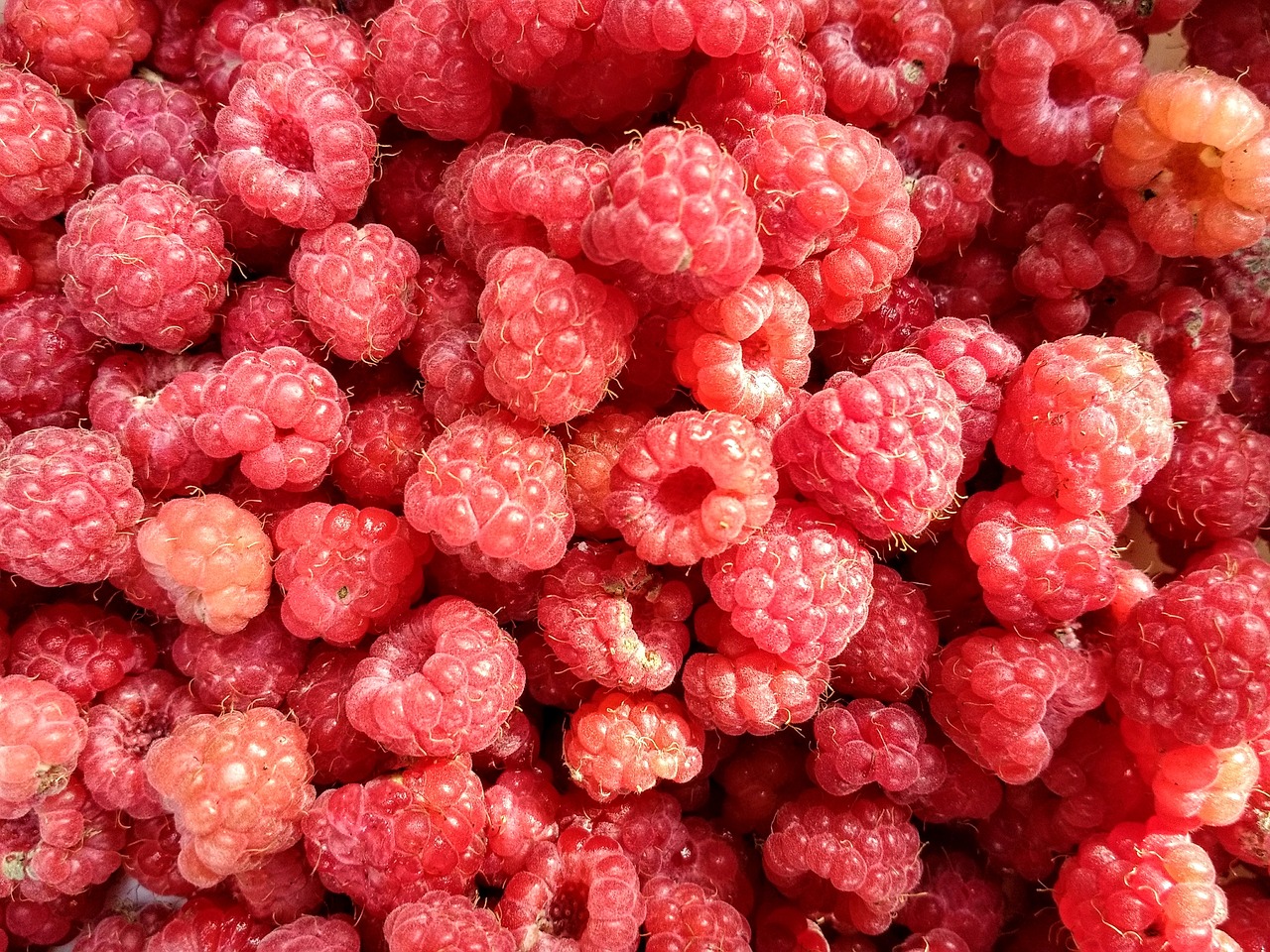 raspberries fruit red free photo