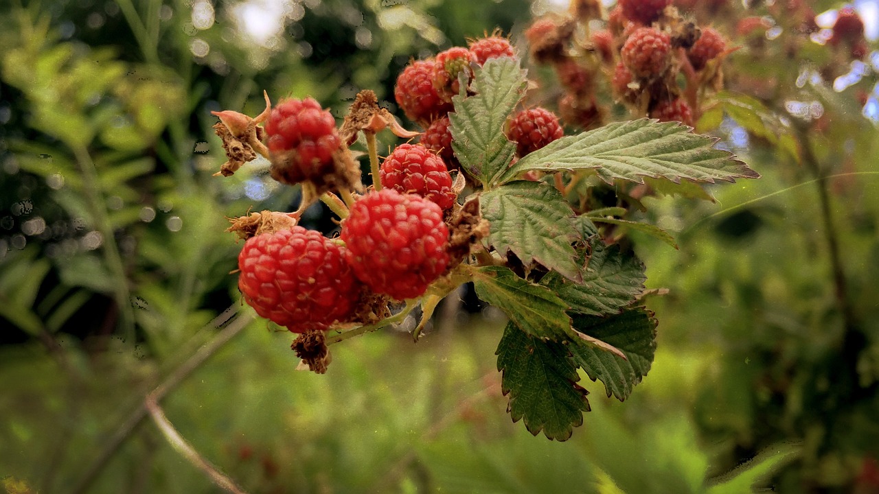 raspberries red green free photo