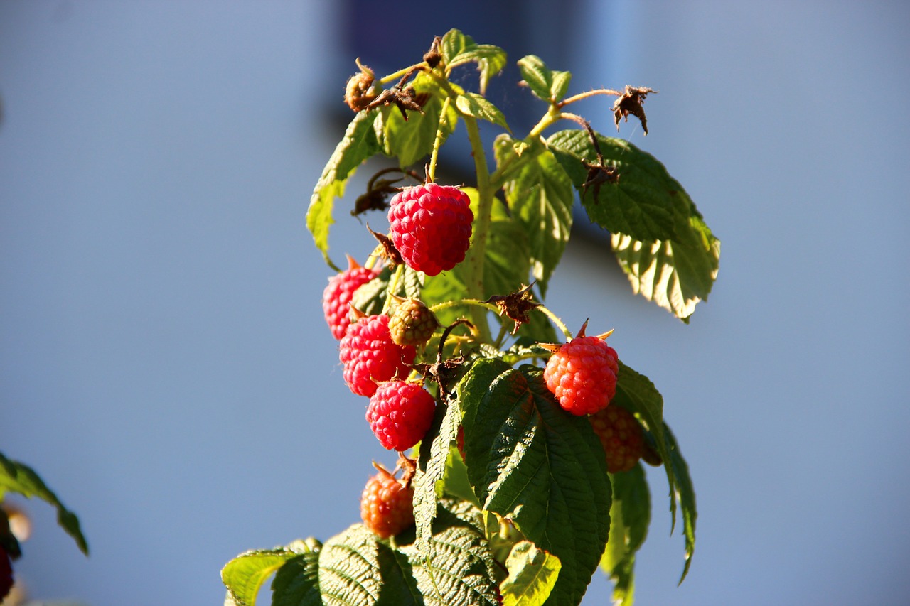 raspberries berries autumn free photo