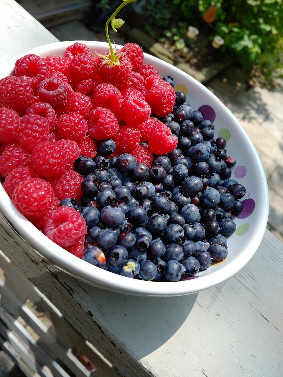 raspberries blueberries wild free photo