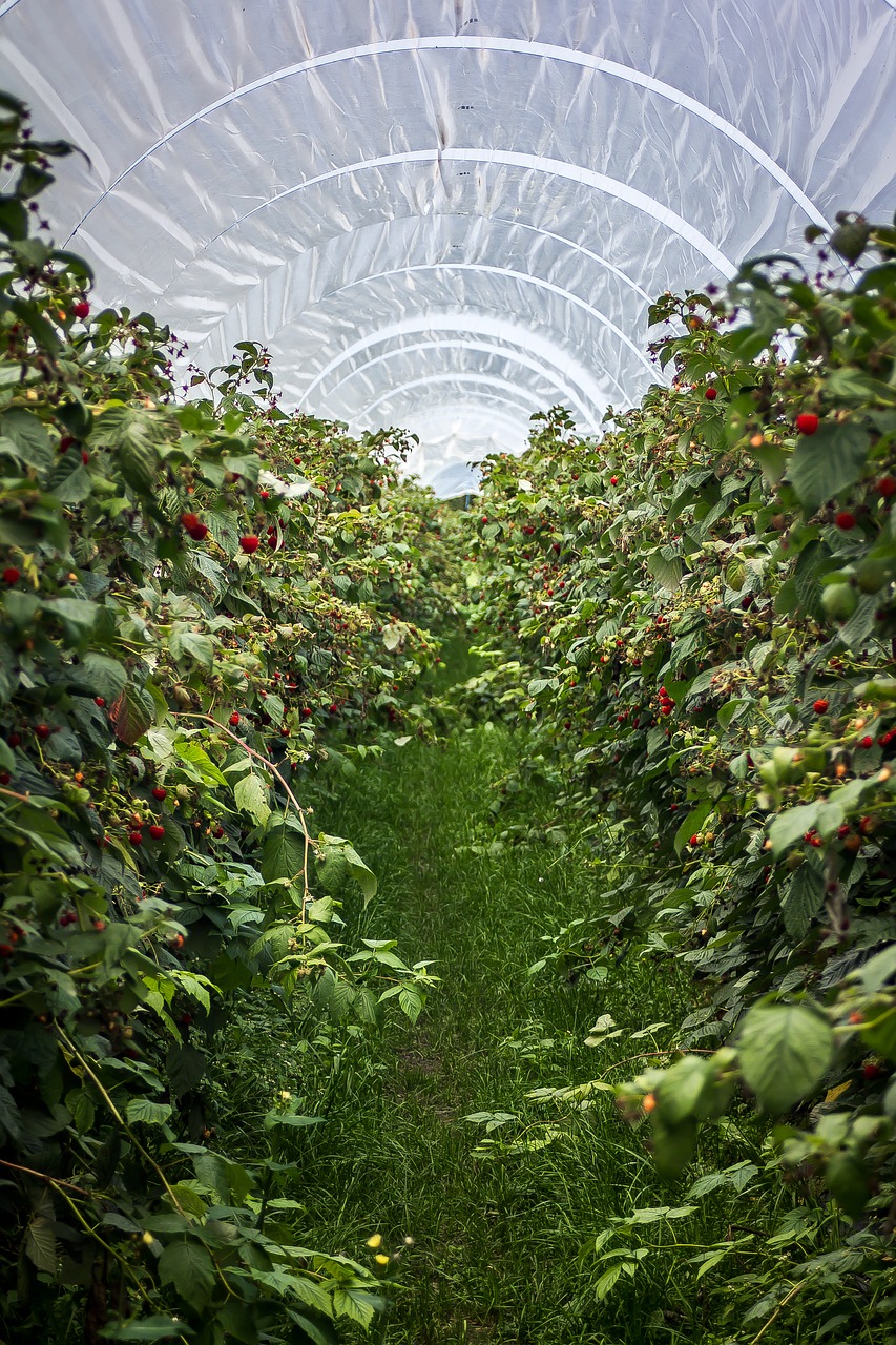 raspberries raspberry field plant free photo