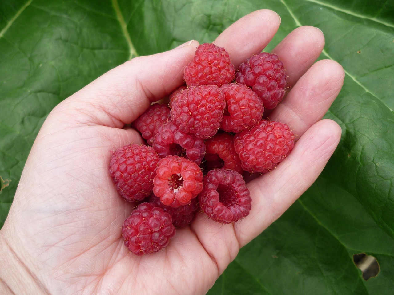 raspberries berries red free photo