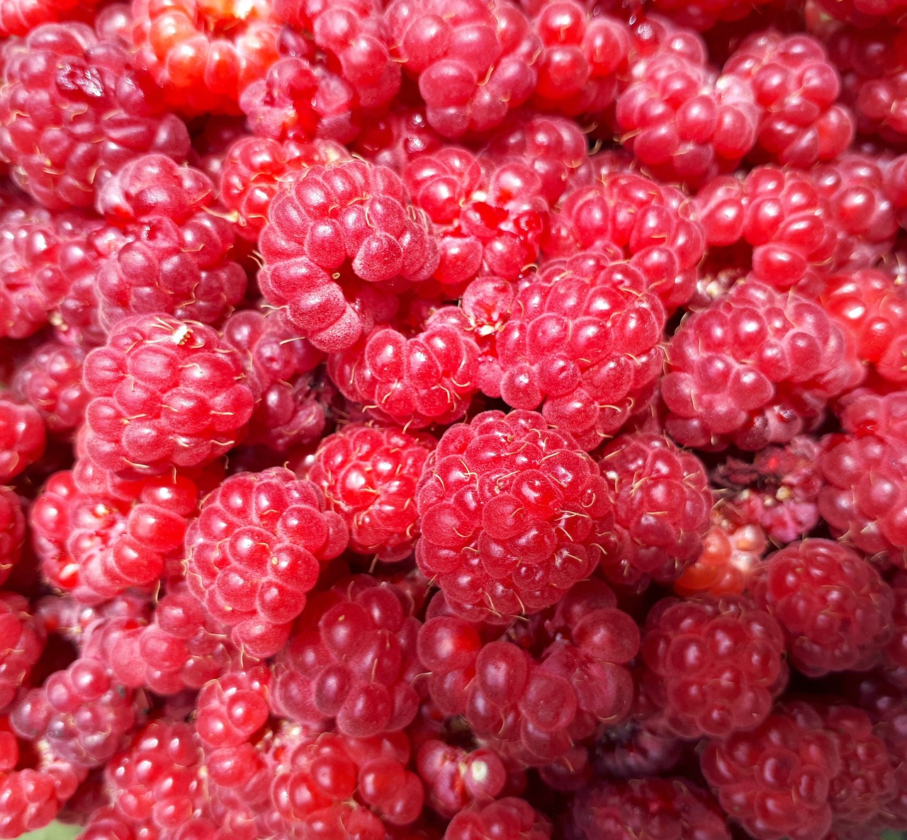 raspberries  fruit  nature free photo