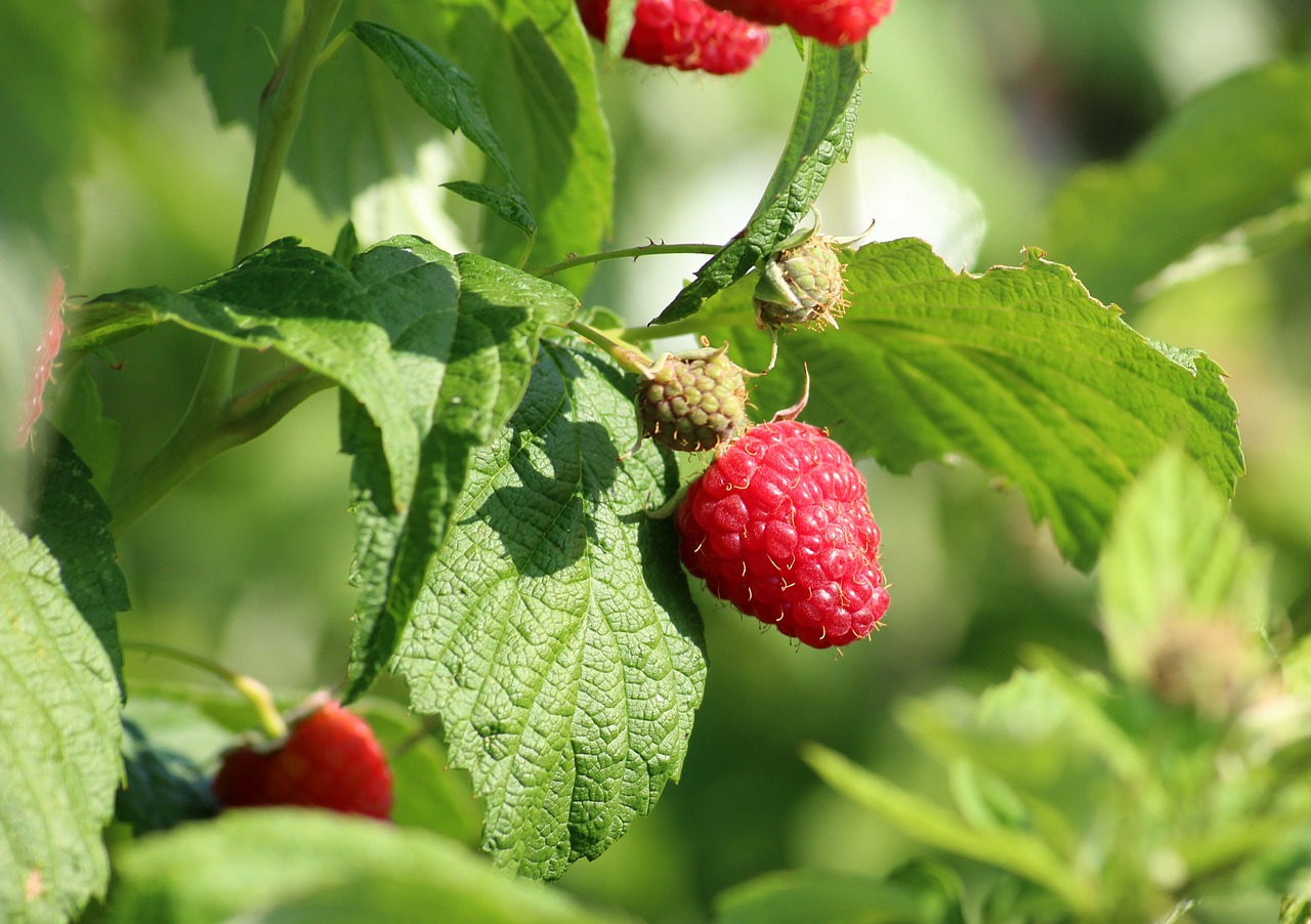 raspberries  summer  mature free photo