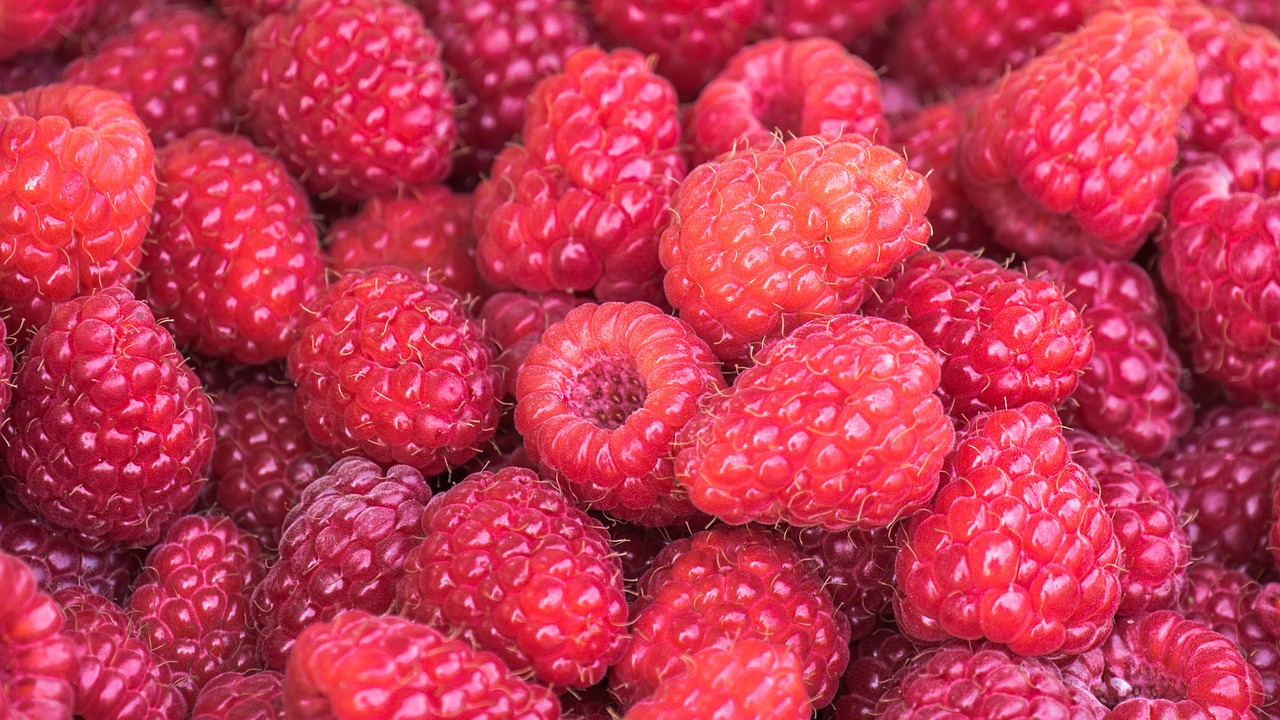 raspberries  berries  ripe free photo