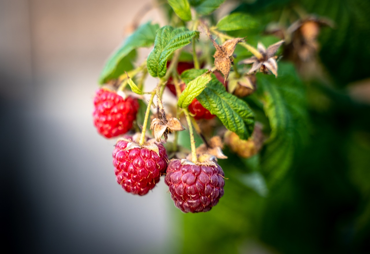 raspberries  berries  fruit free photo