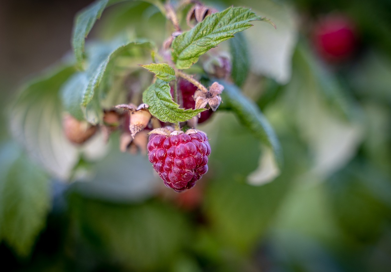 raspberries  berries  fruit free photo