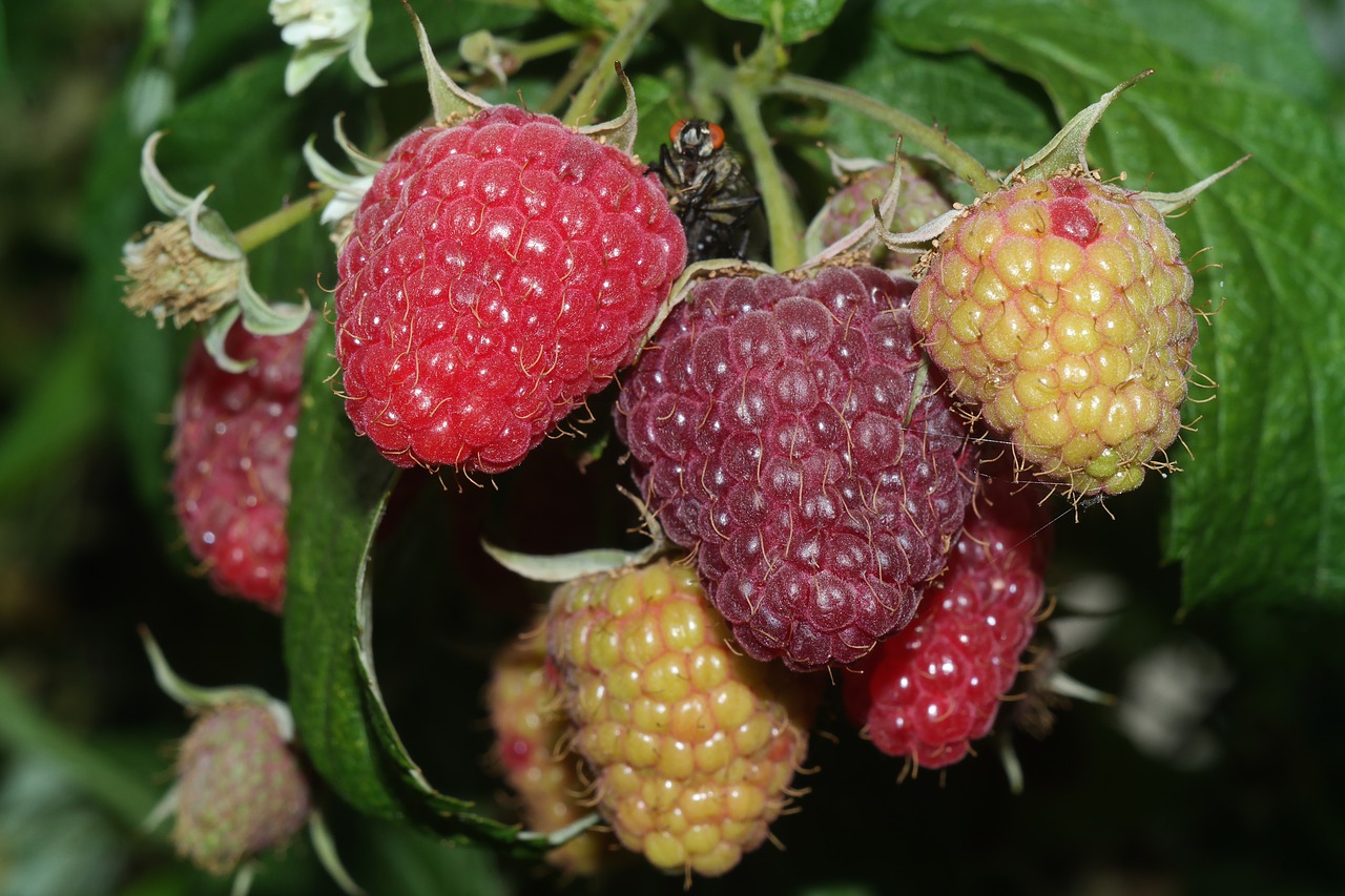 raspberries  fruit  summer free photo