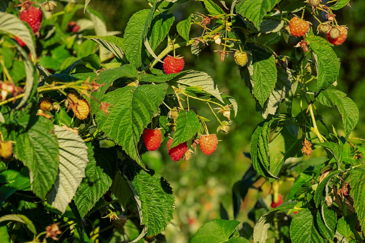 raspberries  himbeerstrauch  fruit free photo