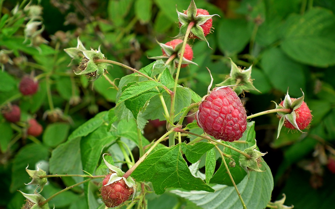 raspberries  fruit  vitamins free photo